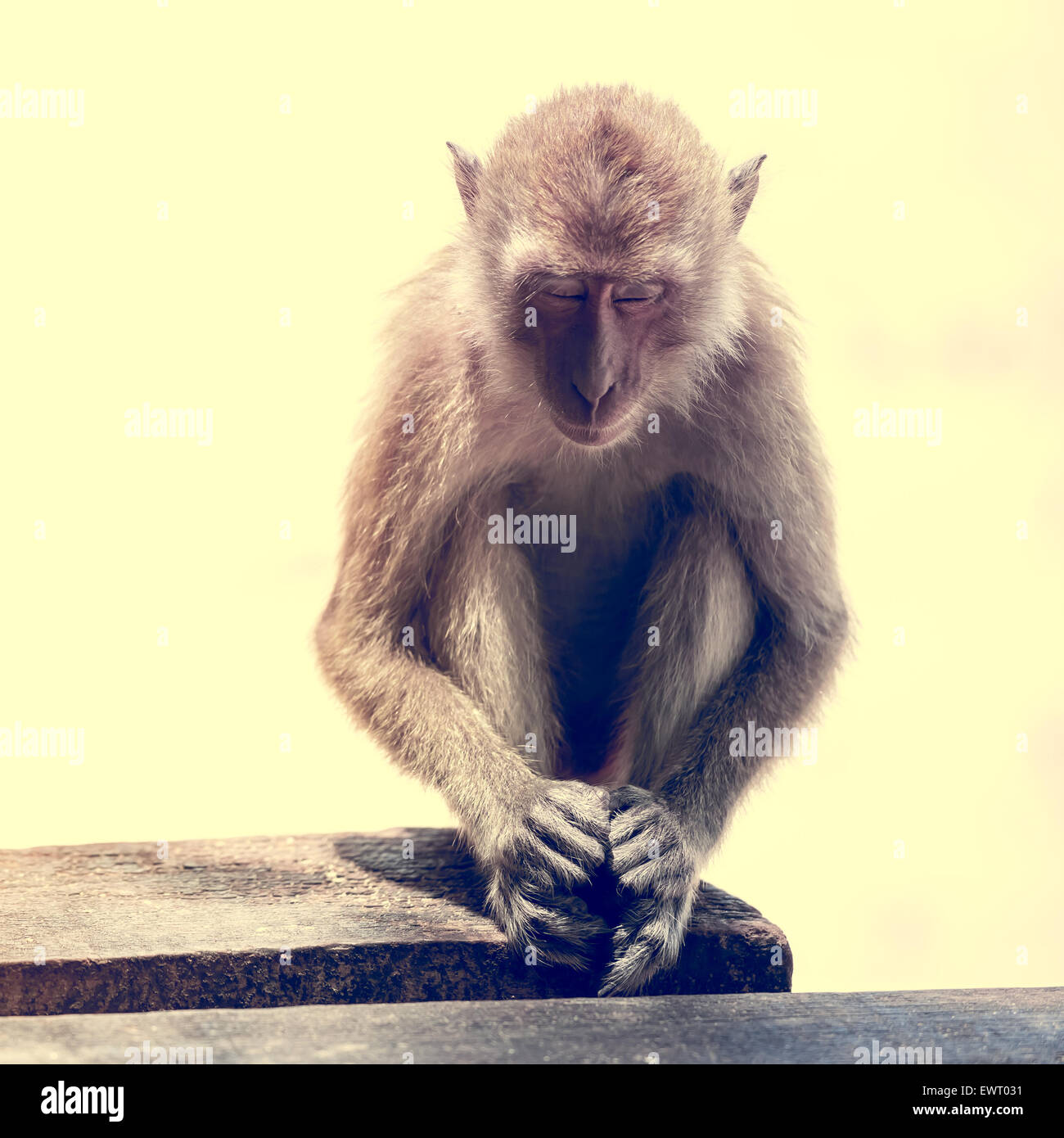 Traurigen Affen Stockfoto