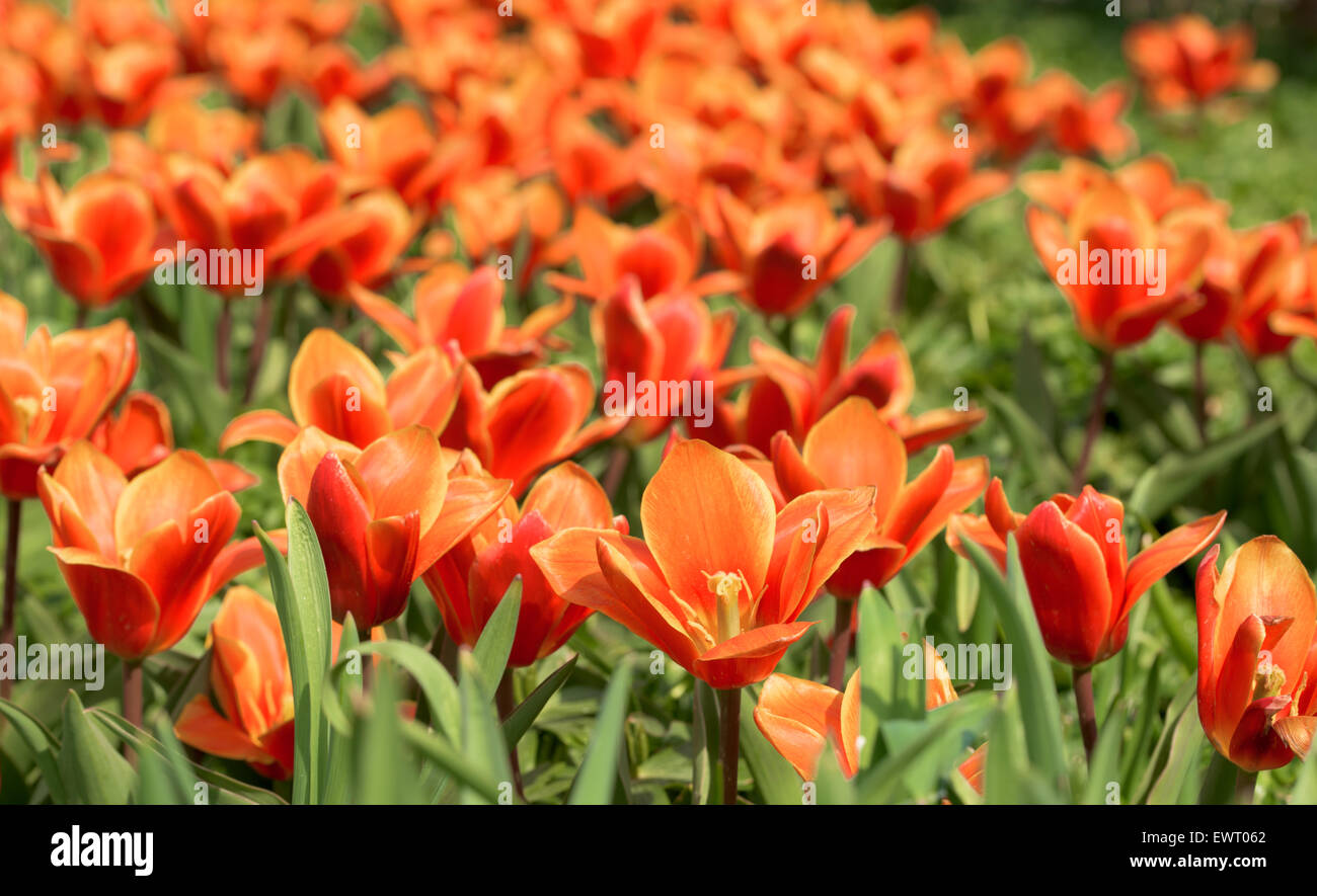 Orange Tulpen im April Stockfoto