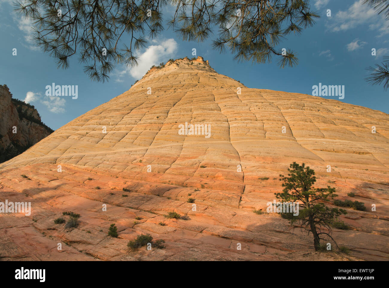 Balvanera Mesa in der Morgendämmerung, ikonischen Felsvorsprung Navajo Sandstein, Zion Nationalpark, Utah Stockfoto