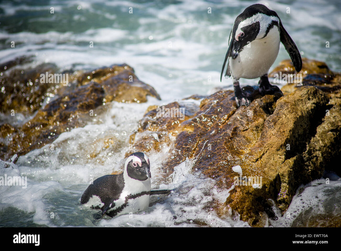 Bettys Bay, Südafrika - afrikanische Pinguine (Spheniscidae) am Wasser Stockfoto