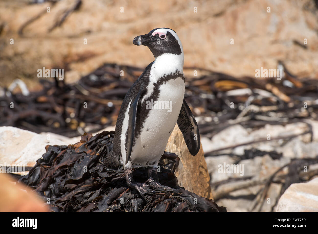 Bettys Bay, Südafrika - afrikanische Pinguine (Spheniscidae) am Wasser Stockfoto