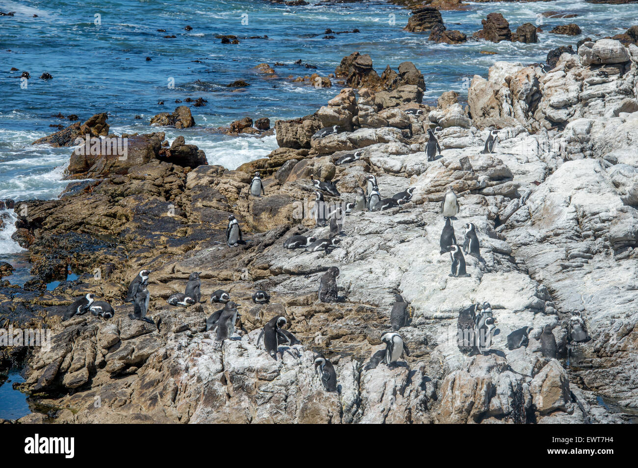 Bettys Bay, Südafrika - afrikanische Pinguine (Spheniscidae) am Wasser Stockfoto