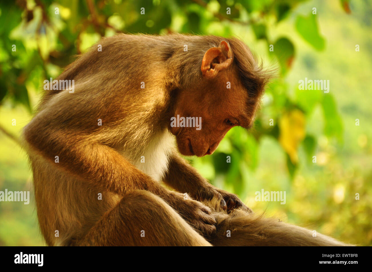 Affen fangen Flöhe in Indien Stockfoto