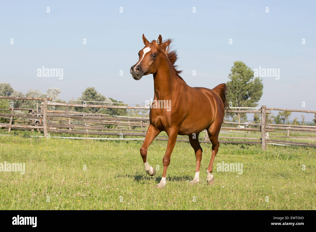 1001 Wallach läuft Stockfoto