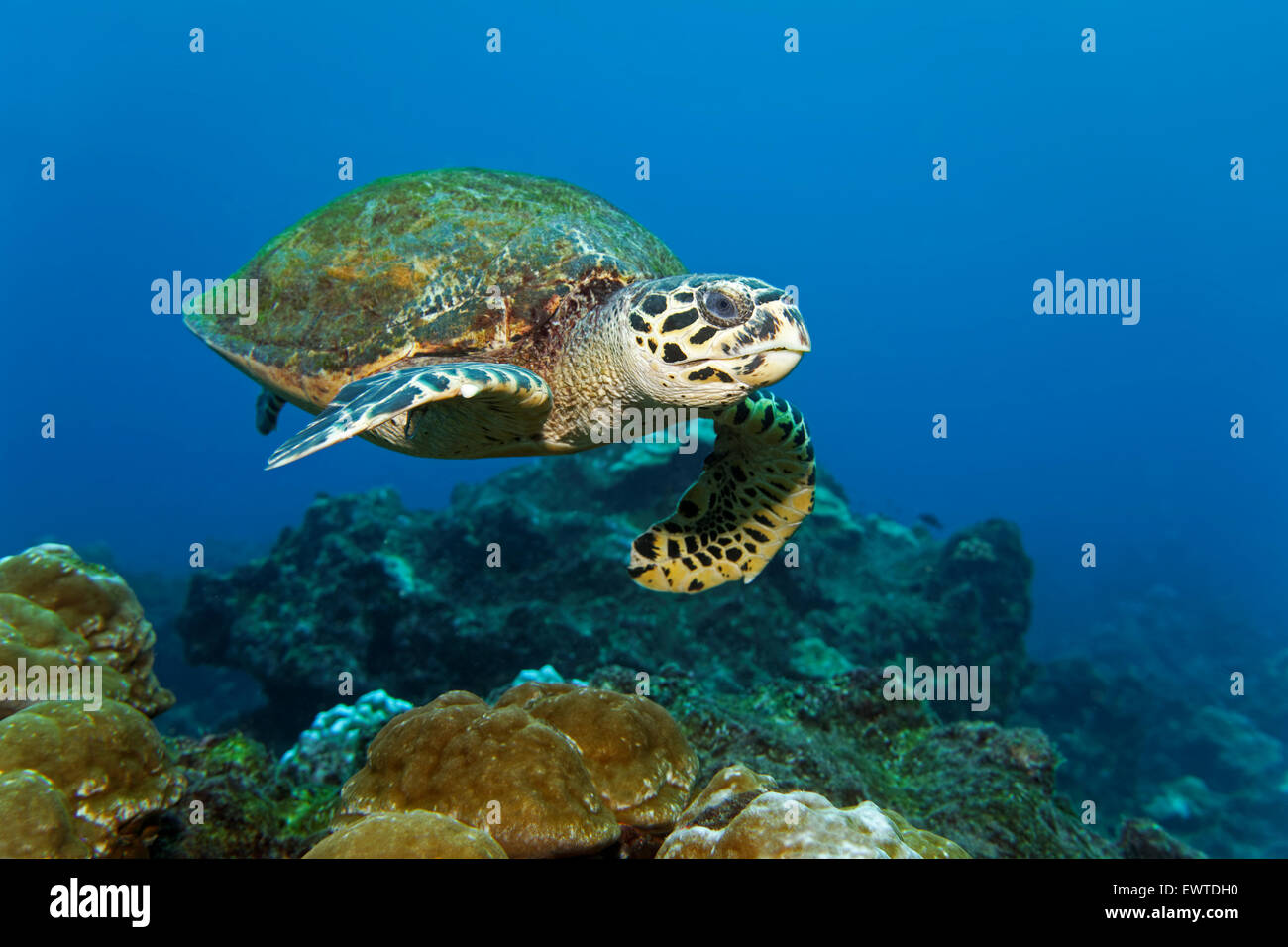 Unechte Kerettschildkröte (Caretta Caretta) Schwimmt Übers Riff, Cocos Island, Kokos Insel, Unesco Weltnaturerbe, costarica, Ze Stockfoto