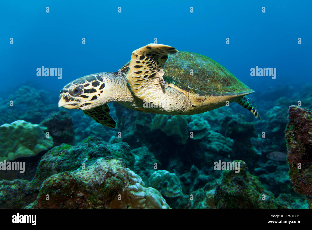 Unechte Kerettschildkröte (Caretta Caretta) Schwimmt Übers Riff, Cocos Island, Kokos Insel, Unesco Weltnaturerbe, costarica, Ze Stockfoto