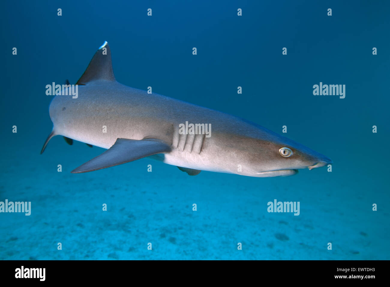 Weißspitzen Riffhai (Triaenodon Obesus) begann Vom Sandgrund, Cocos Island, Kokos Insel, Unesco Weltnaturerbe, costarica, Zent Stockfoto