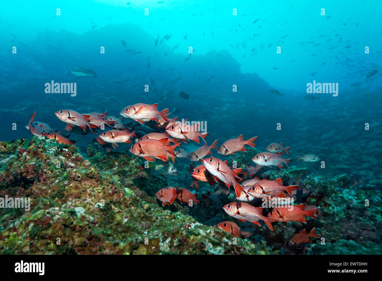 Schwarm Großschuppen Soldatenfische (Myripristis Berndti) Schwimmt Über Korallenriff, Cocos Island, Kokos Insel, UNESCO-Weltnatu Stockfoto