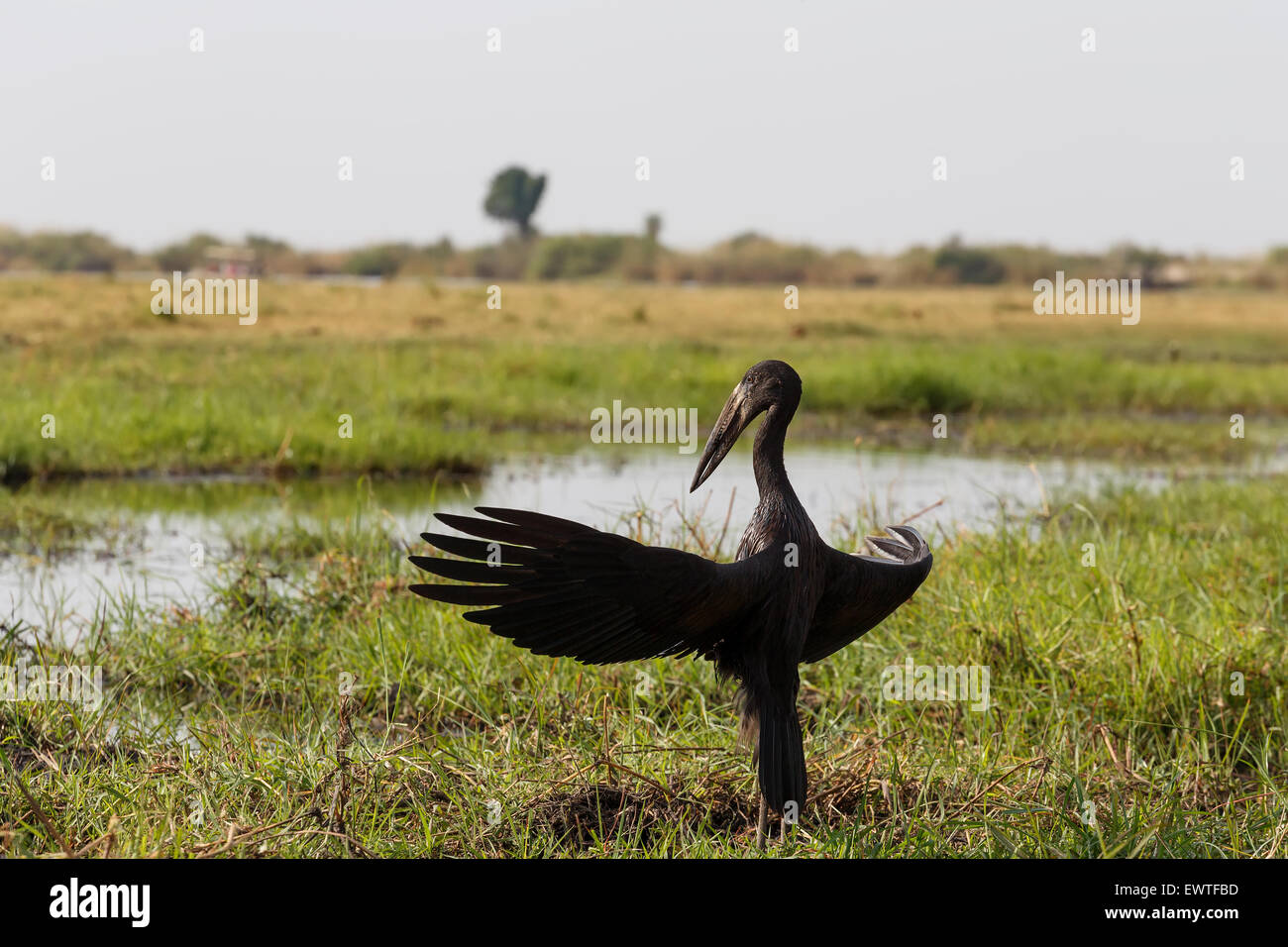 Afrikanische Openbill mit Flügeln zu verbreiten, in der Abendsonne, Chobe Fluss, Botswana Stockfoto