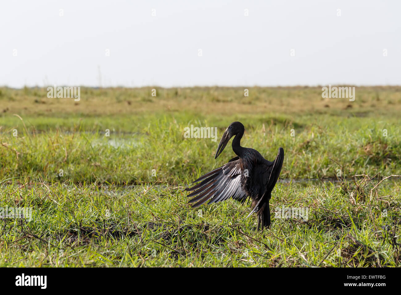 Afrikanische Openbill mit Flügeln zu verbreiten, in der Abendsonne, Chobe Fluss, Botswana Stockfoto