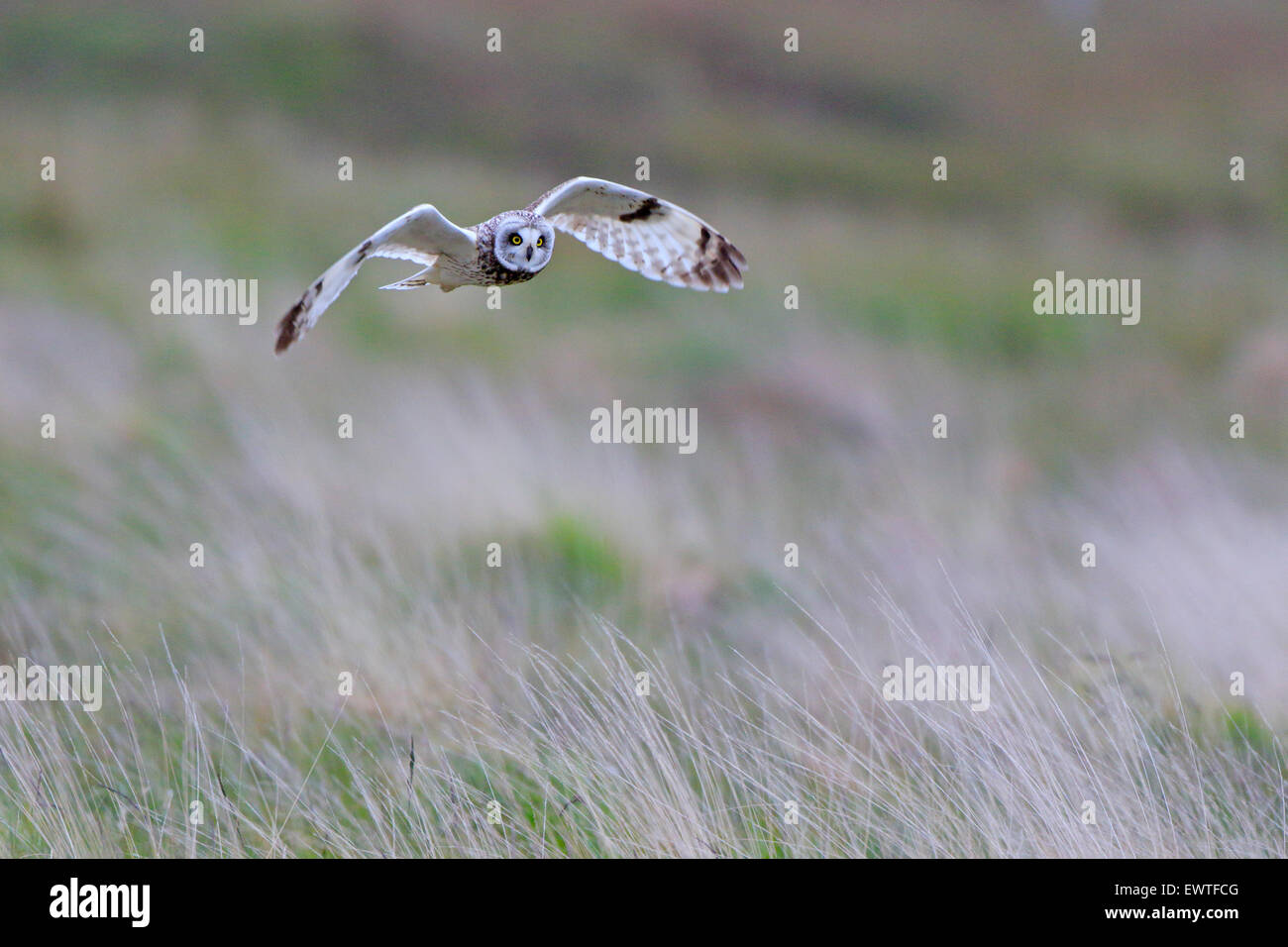 Kurze Eared Owl im Flug äußeren Hebriden Stockfoto