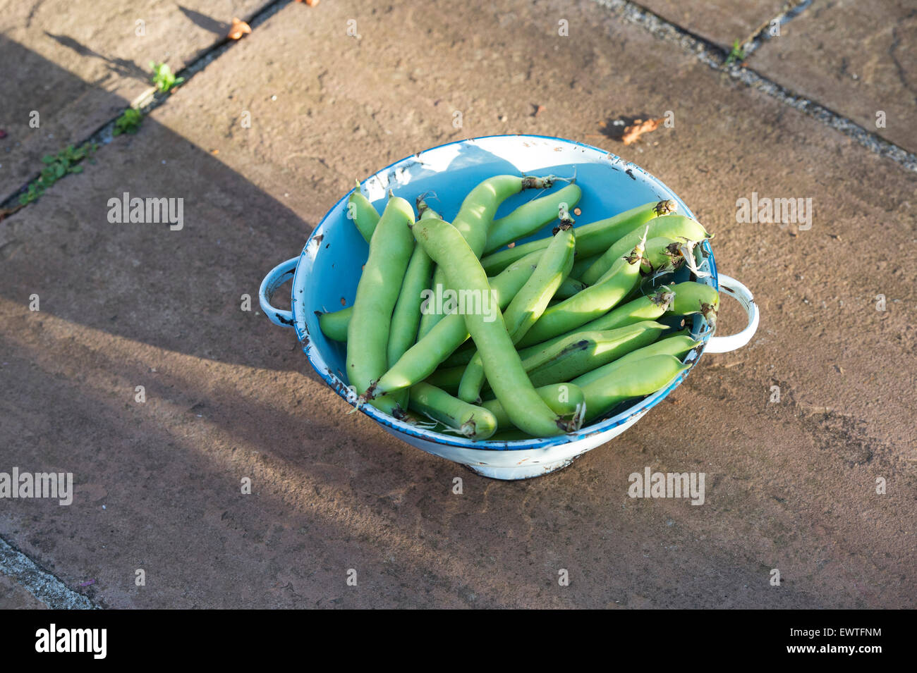 Vicia Faba. Dicke Bohnen in einem Sieb Stockfoto