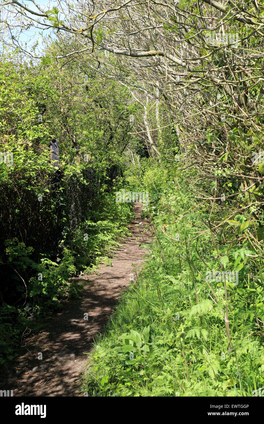 Wanderweg durch den Wald oberhalb Port Lympne Tier Reserve auf Saxon Shore Weg, Lympne, Folkestone, Kent, England, Vereinigtes Königreich Stockfoto