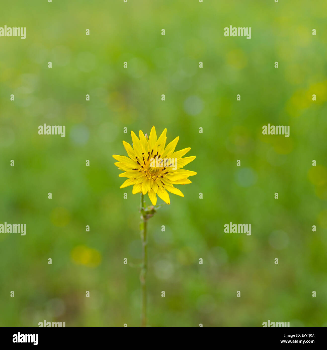 Rough Hawksbeard (Crepis Biennis) Blume in einem wilden Feld Stockfoto