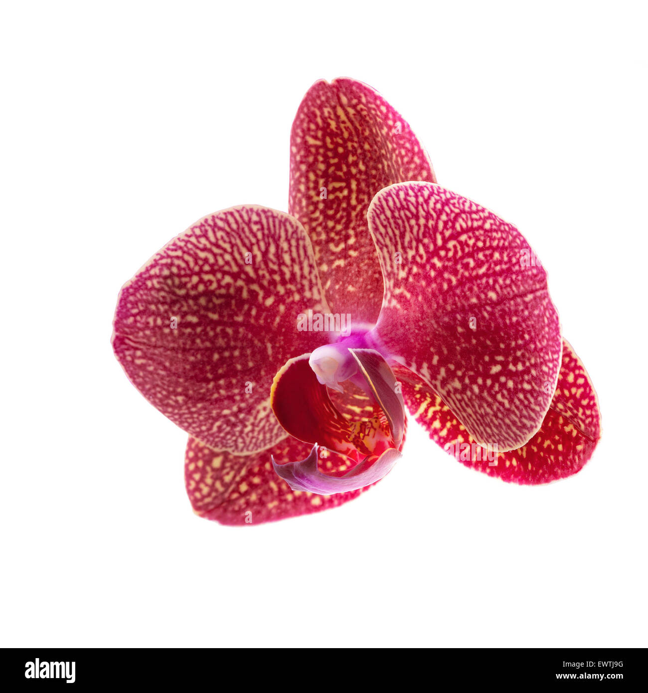 Rosa Orchidee Blume isoliert auf weiss Stockfoto