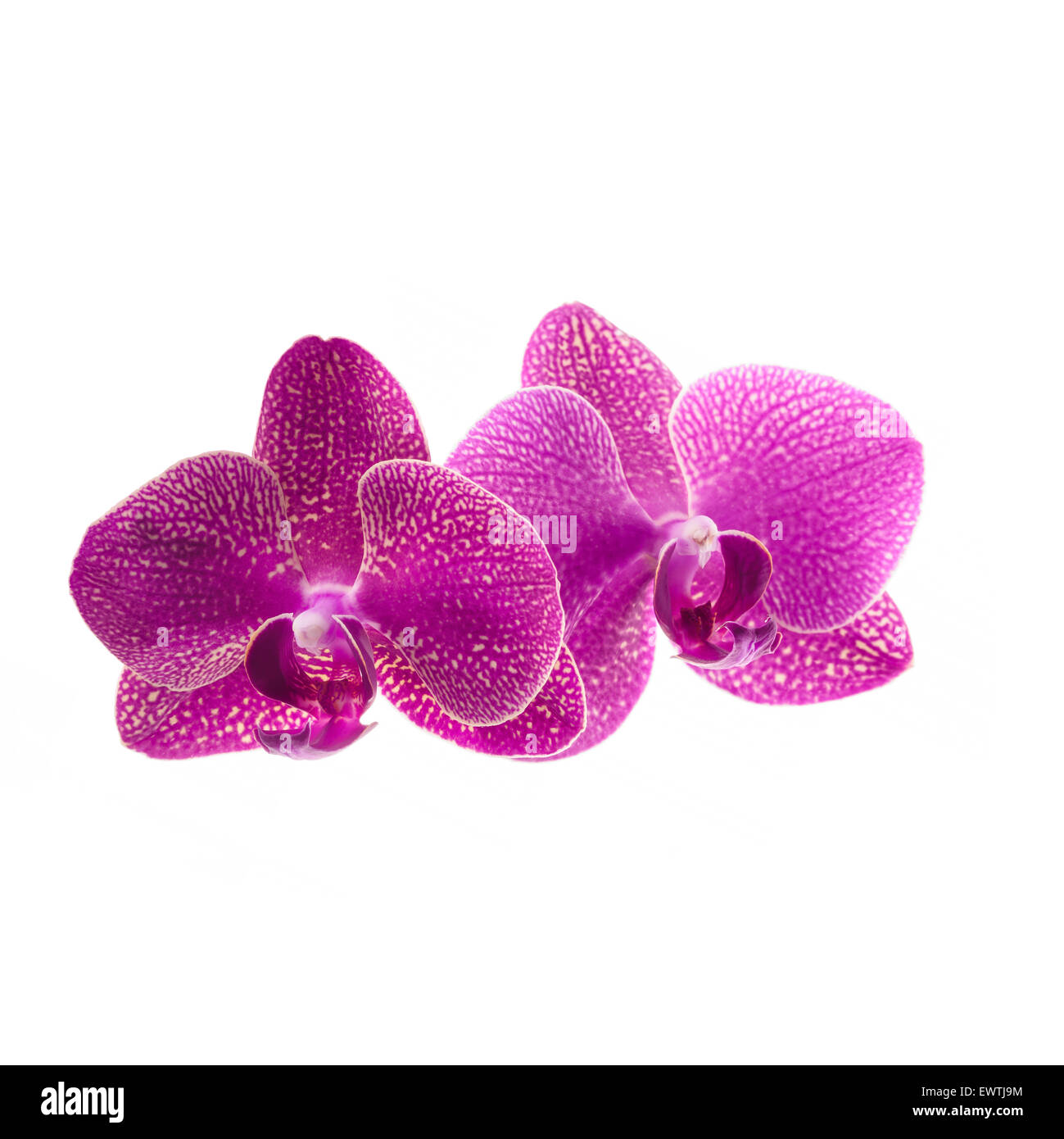 Rosa Orchidee blüht isoliert auf weiss Stockfoto