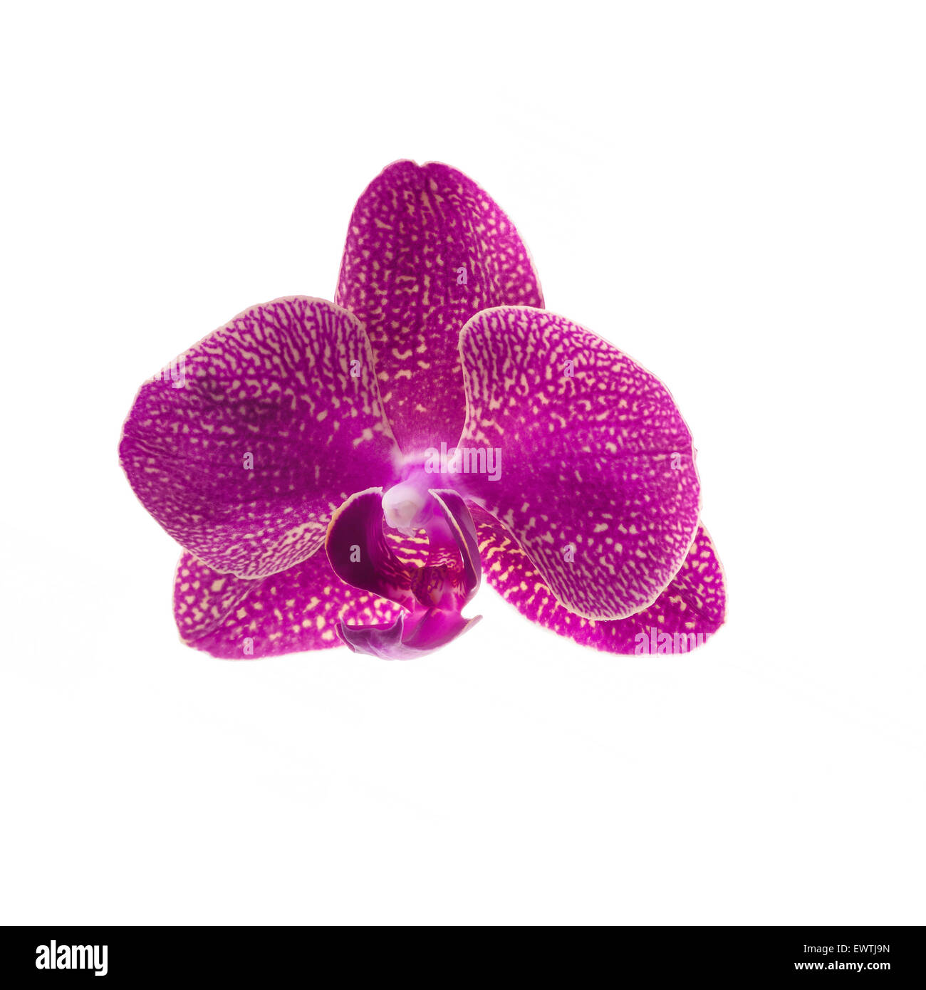 Rosa Orchidee Blume isoliert auf weiss Stockfoto