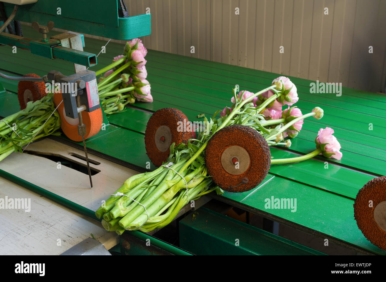 Blume bündeln Maschine in einem kommerziellen niederländischen Gewächshaus Stockfoto