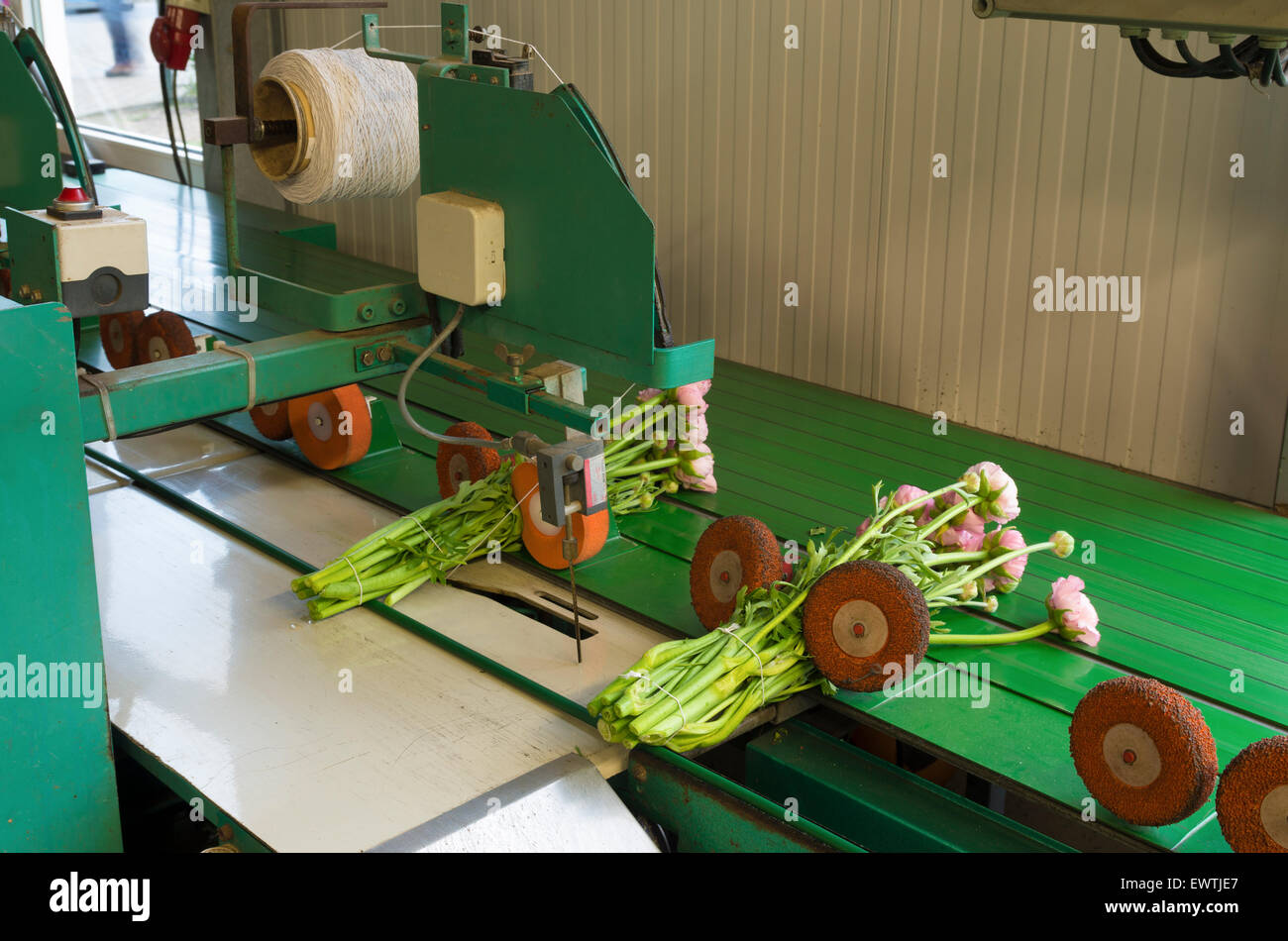 Blume bündeln Maschine in einem kommerziellen niederländischen Gewächshaus Stockfoto