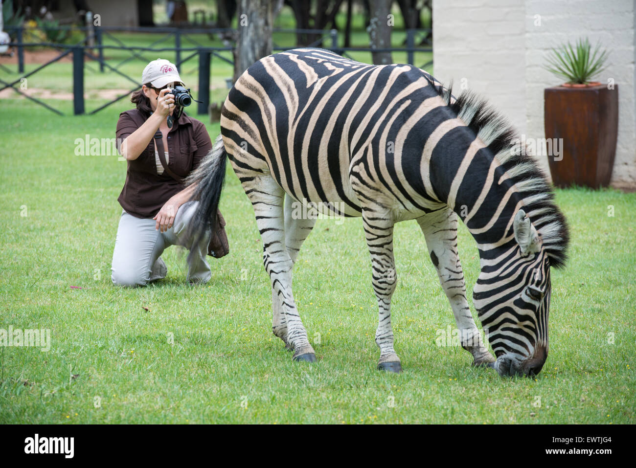 Südafrika - Frau auf Safari Zebra (Equus Quagga) fotografieren Stockfoto