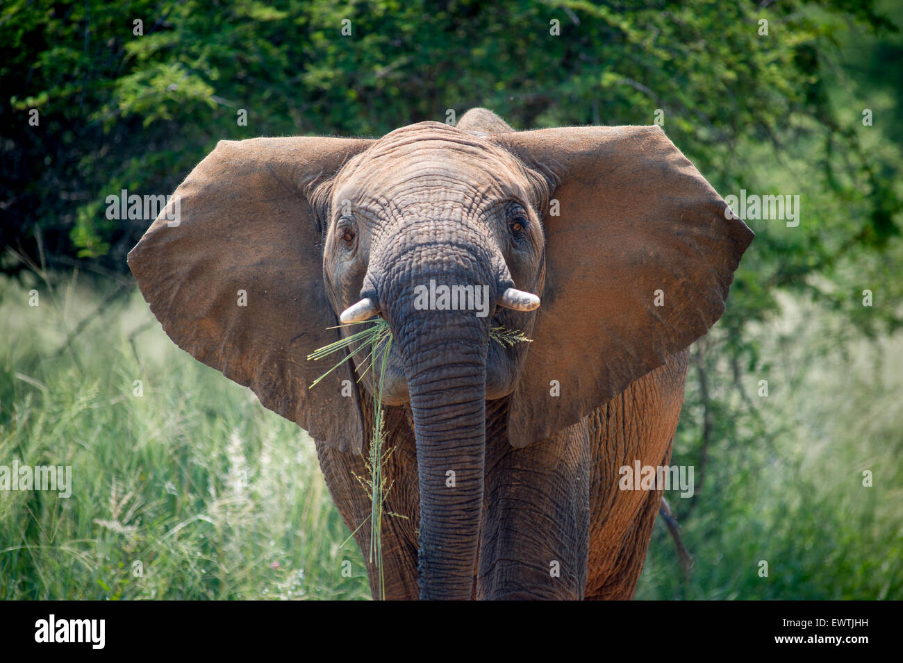 Südafrika - Elefanten (Elephantidae) Fütterung im Dinokeng Wildreservat Stockfoto