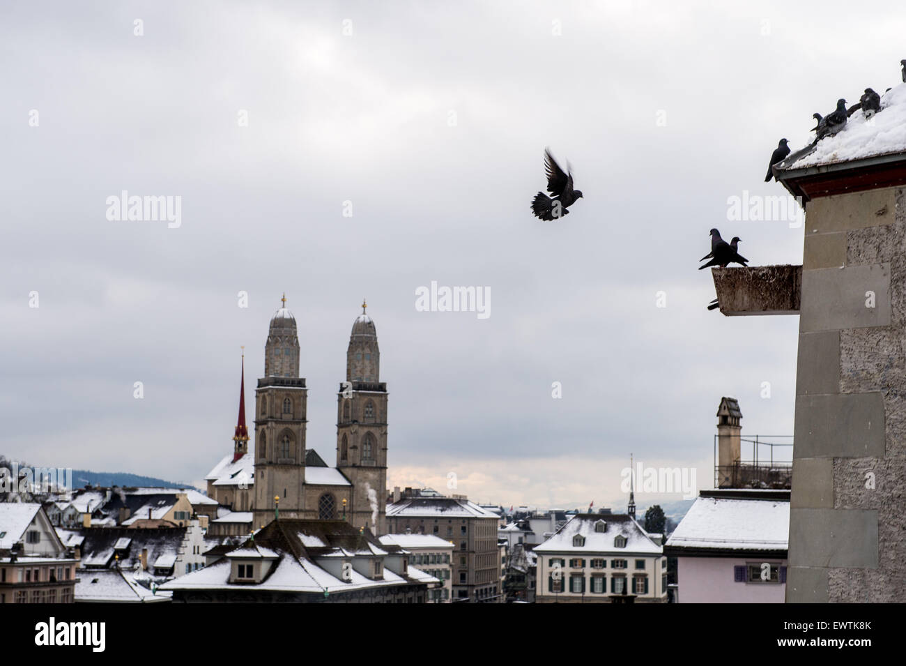 Tauben auf Dach in Zürich Schweiz, Europa Stockfoto
