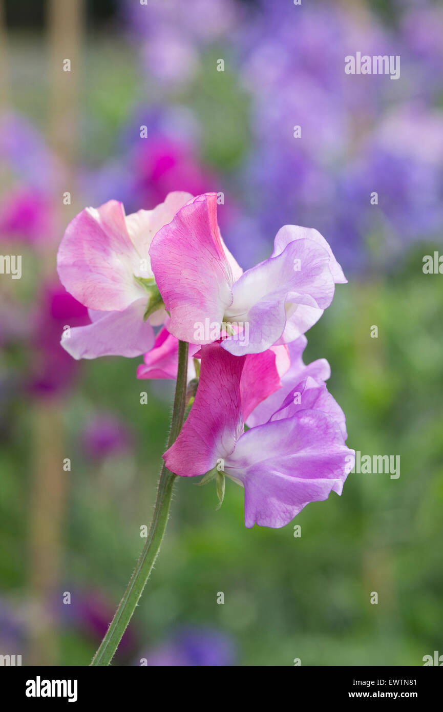 Platterbse man, Sweet Pea "Primaballerina" Blumen Stockfoto