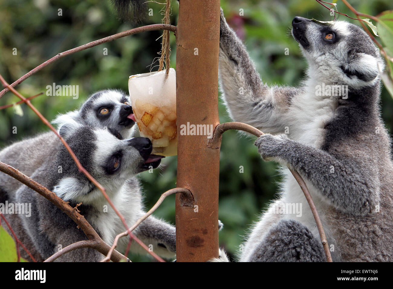 Ring-angebundene Lemuren kühlt ab mit einer Frucht gefüllt Eis am Stiel im Cotswold Wildlife Park Stockfoto