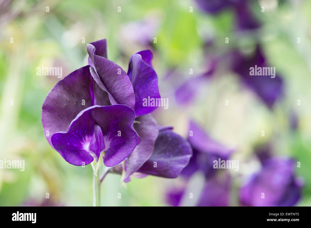 Platterbse man, Sweet Pea "Solway Wiegenlied" Blumen Stockfoto