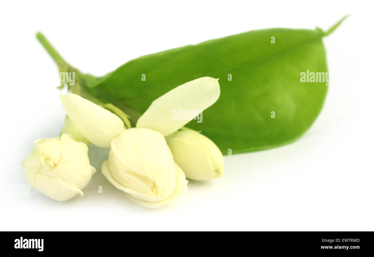 Jasmin Blüten auf weißem Hintergrund Stockfoto