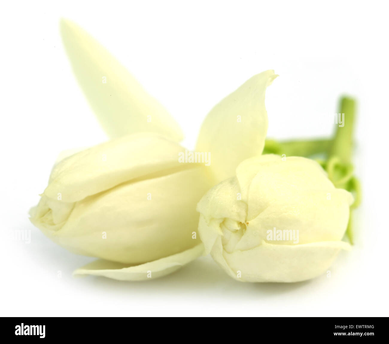 Jasmin Blüten auf weißem Hintergrund Stockfoto