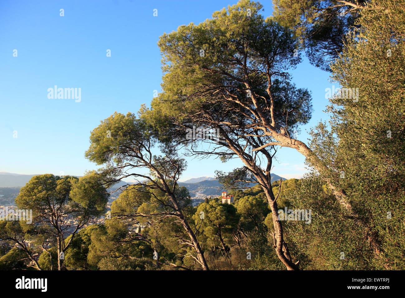 Die Park Mont Boron, Côte d ' Azur Stockfoto