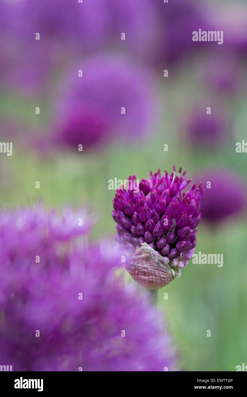 Eine angehende Allium vor dem Hintergrund der aus Fokus allium Stockfoto