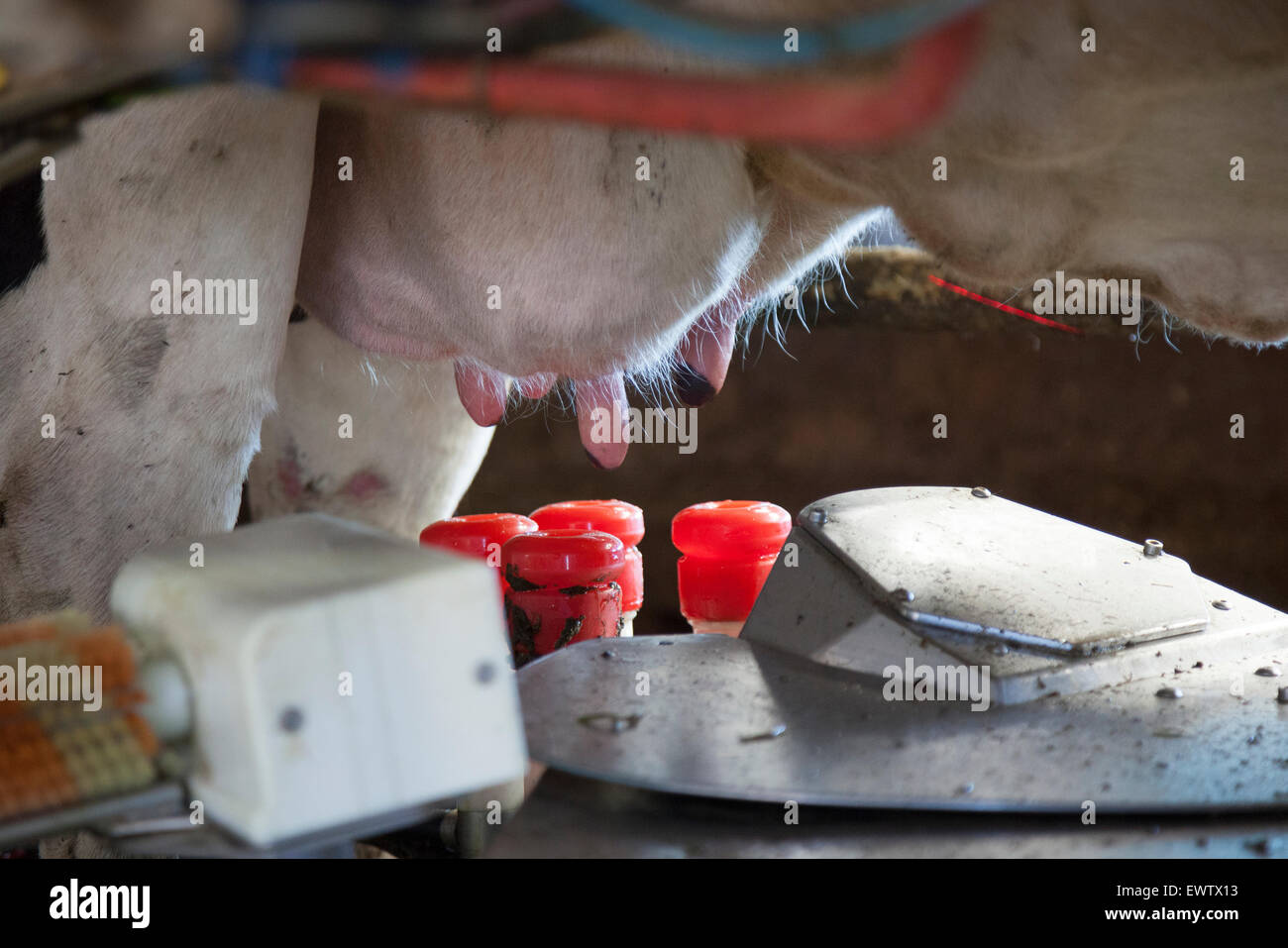 Euter der Kuh bereit, Molken von Melkmaschine sein Stockfoto