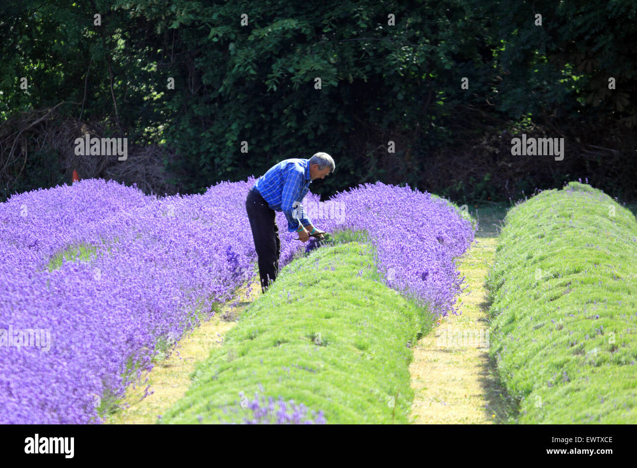 Ernten die Ernte zum Mayfield Lavendel, Croydon Lane, Banstead, Surrey UK. Stockfoto