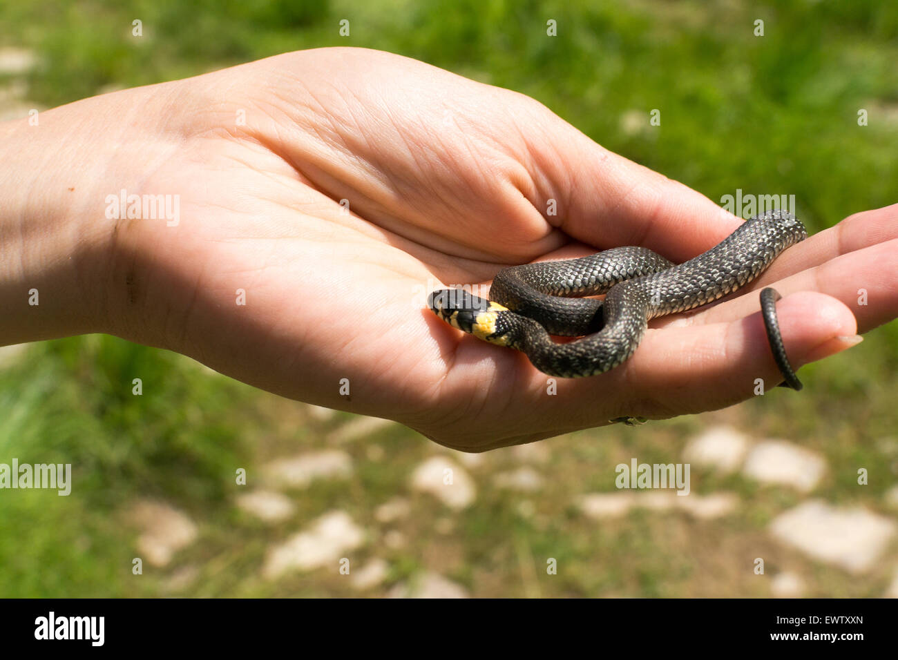 Weibliche Hand hält eine junge Ringelnatter mit defokussierten Hintergrund Stockfoto