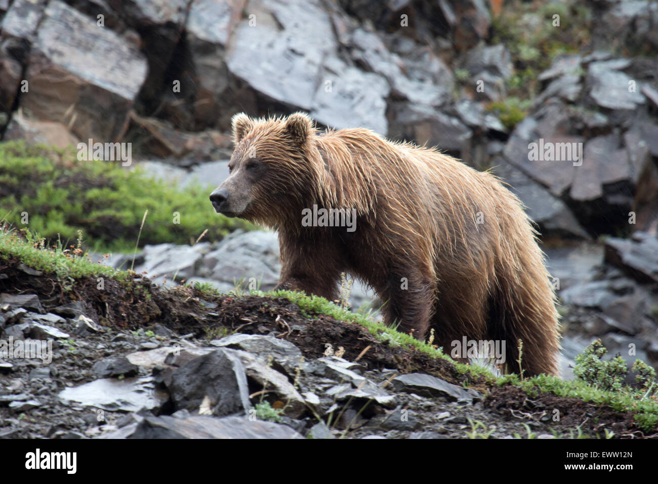 Grizzly Bear auf Felsgrat Stockfoto