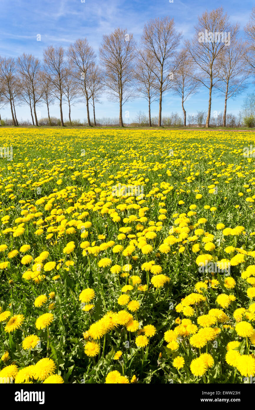 Bereich der gelbe Löwenzahn im grünen Wiese mit Bäumen und blauen Himmel im Frühjahr Stockfoto