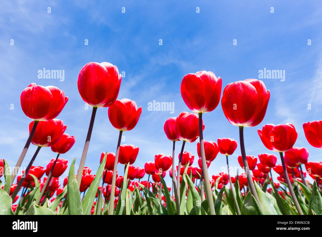 Rote Tulpen Feld zeigt Blumen Nahaufnahme von unten mit blauem Himmel im Frühling Stockfoto