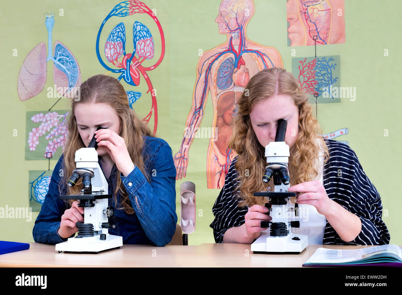 Zwei kaukasische Mädchen im Teenageralter durch Mikroskop im Biologie-Unterricht mit Wandkarte Stockfoto