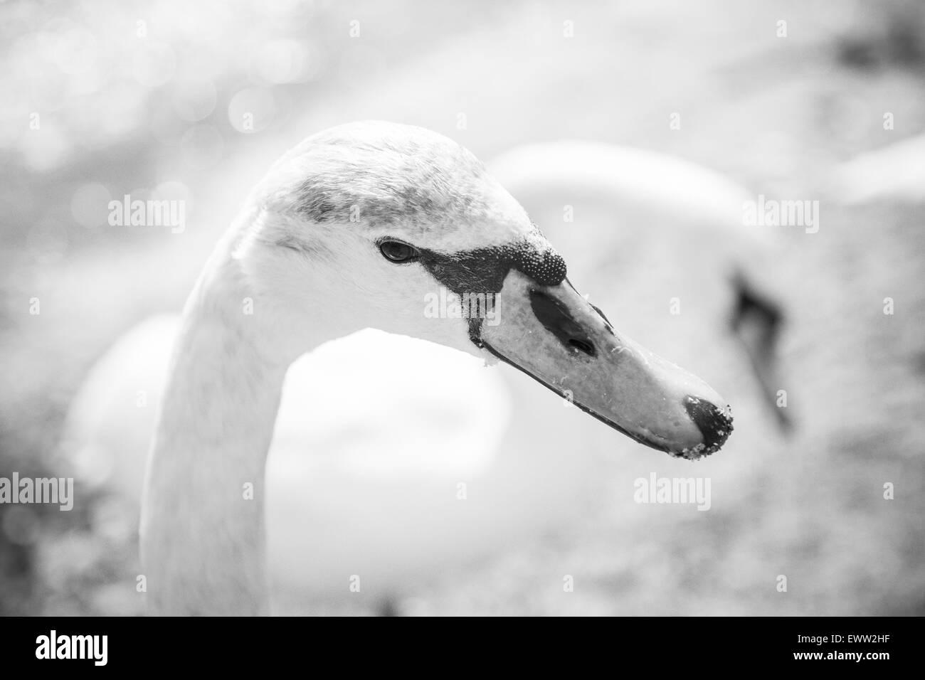 Nahaufnahme von einem männlichen Höckerschwan Stockfoto