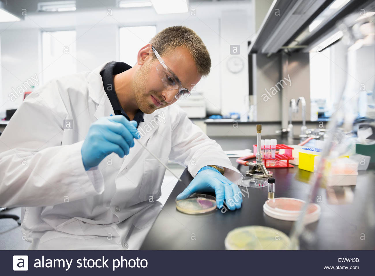 Wissenschaftler, die Schaben Petrischale mit pipette Stockfoto