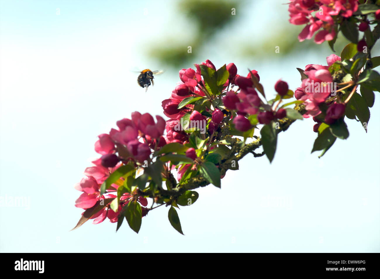 Bienen bestäuben Blüten von einer blühenden Pflaumenbaum Stockfoto