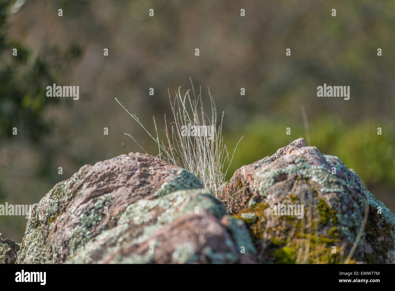 Wild wachsendes Gras in Granit riss Stockfoto
