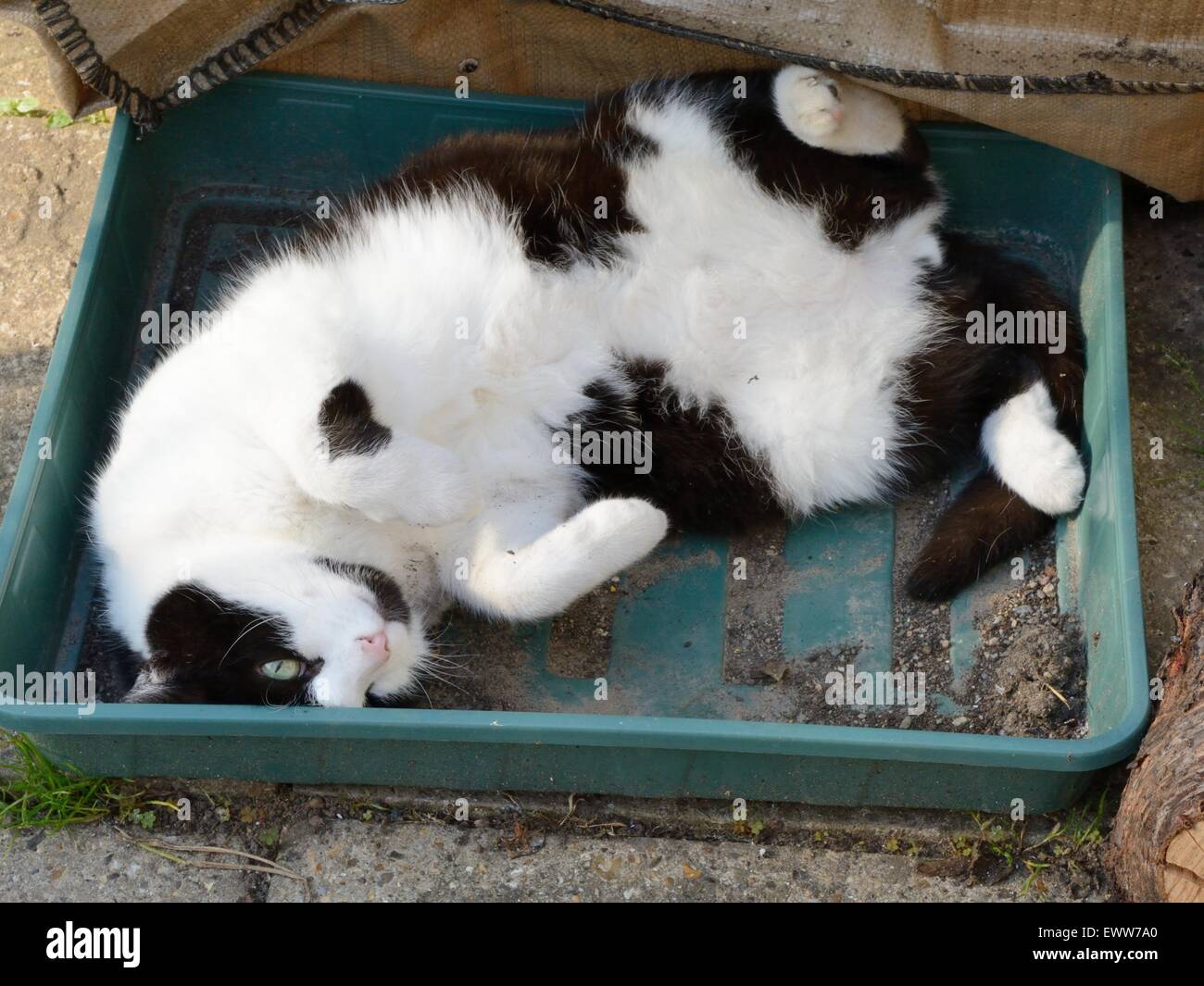Thomas die Katze an einem heißen Tag kühl halten Stockfoto