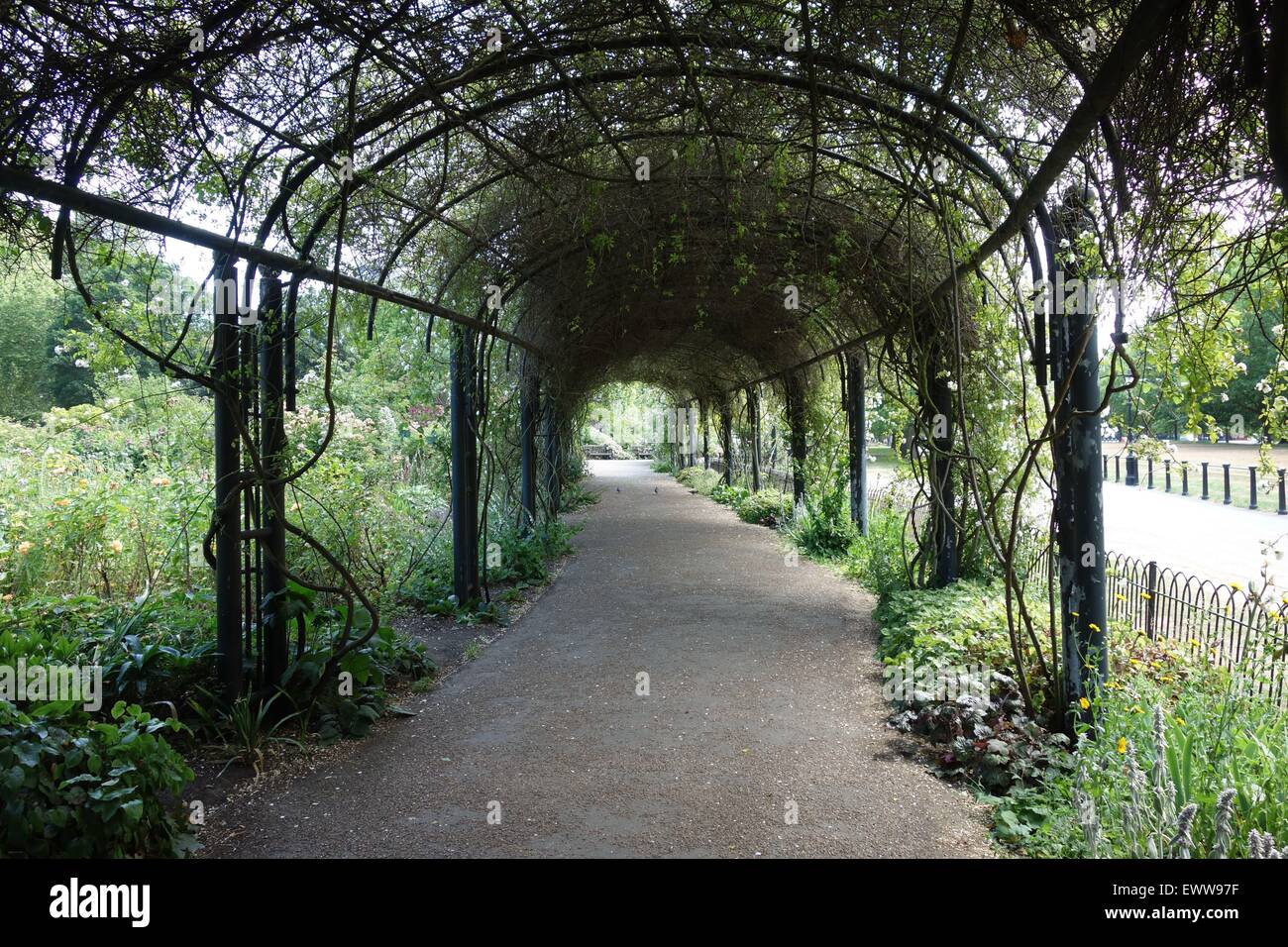 Pergola, Rosengarten, Hyde Park, London, UK Stockfoto