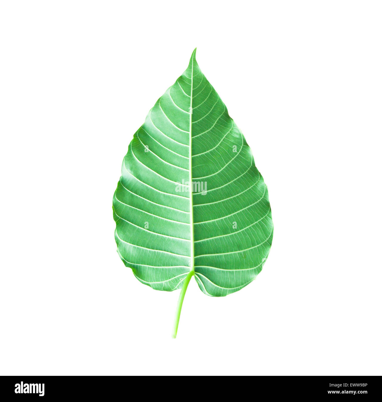 Hintergrundtextur aus Blätter abstrakte natürlichen grünen Blättern. Stockfoto