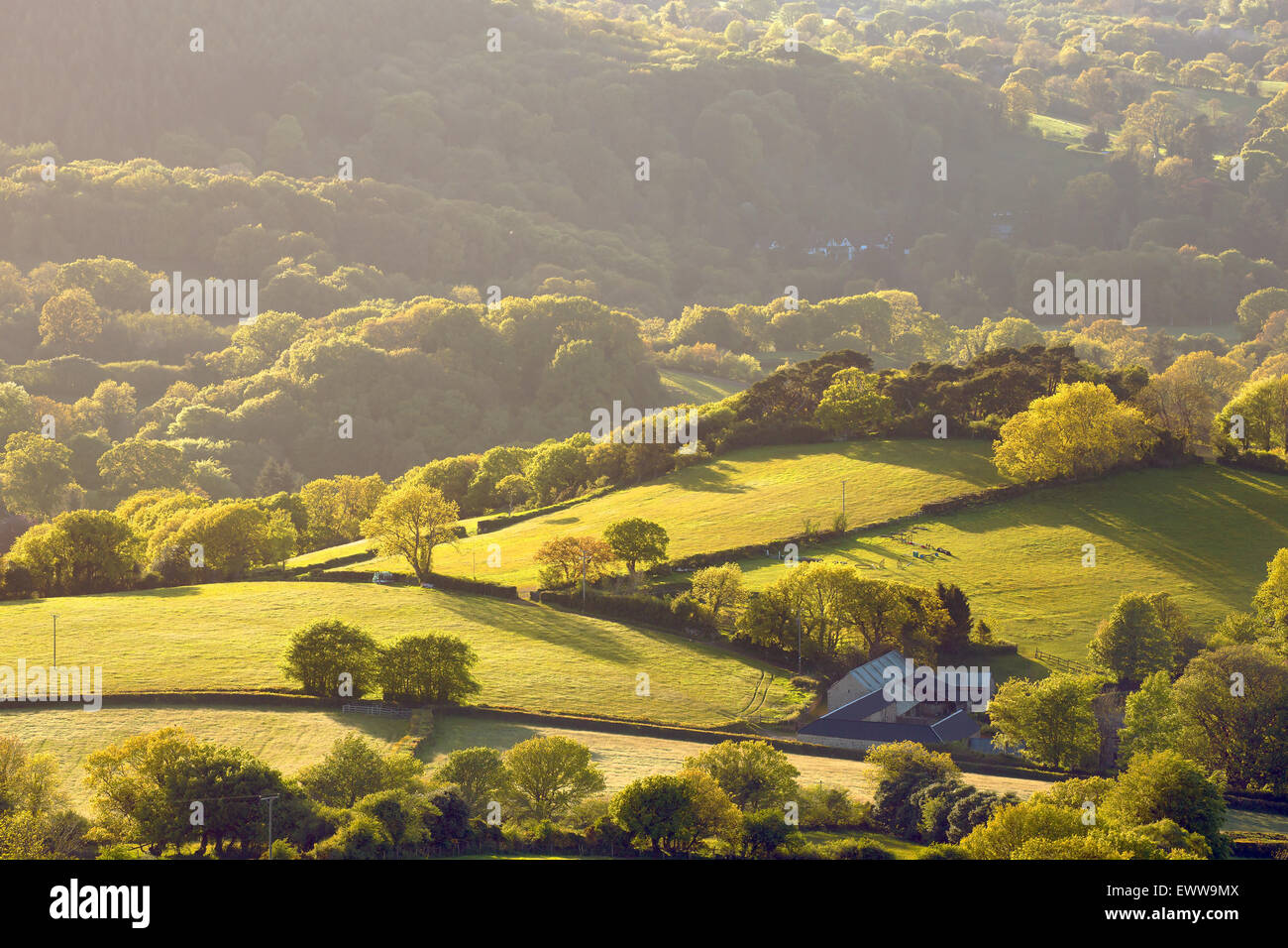 Goldenes Licht über die hügeligen Felder des Devon Uk Stockfoto