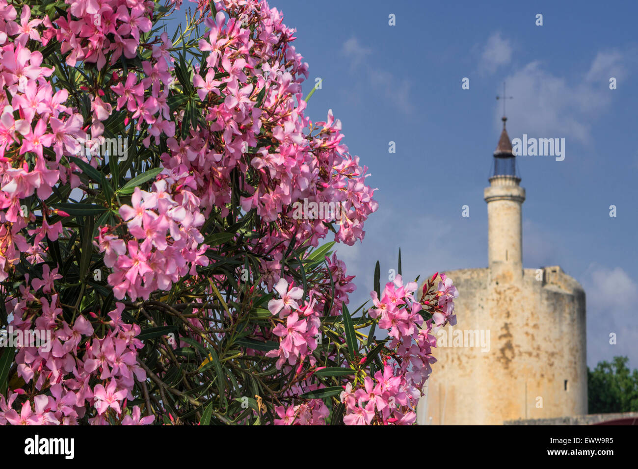Blumen, Aigues-Mortes, Provence, Camargue, Languedoc-Roussillon, Frankreich Avignon, Bouche du Rhône, Stockfoto