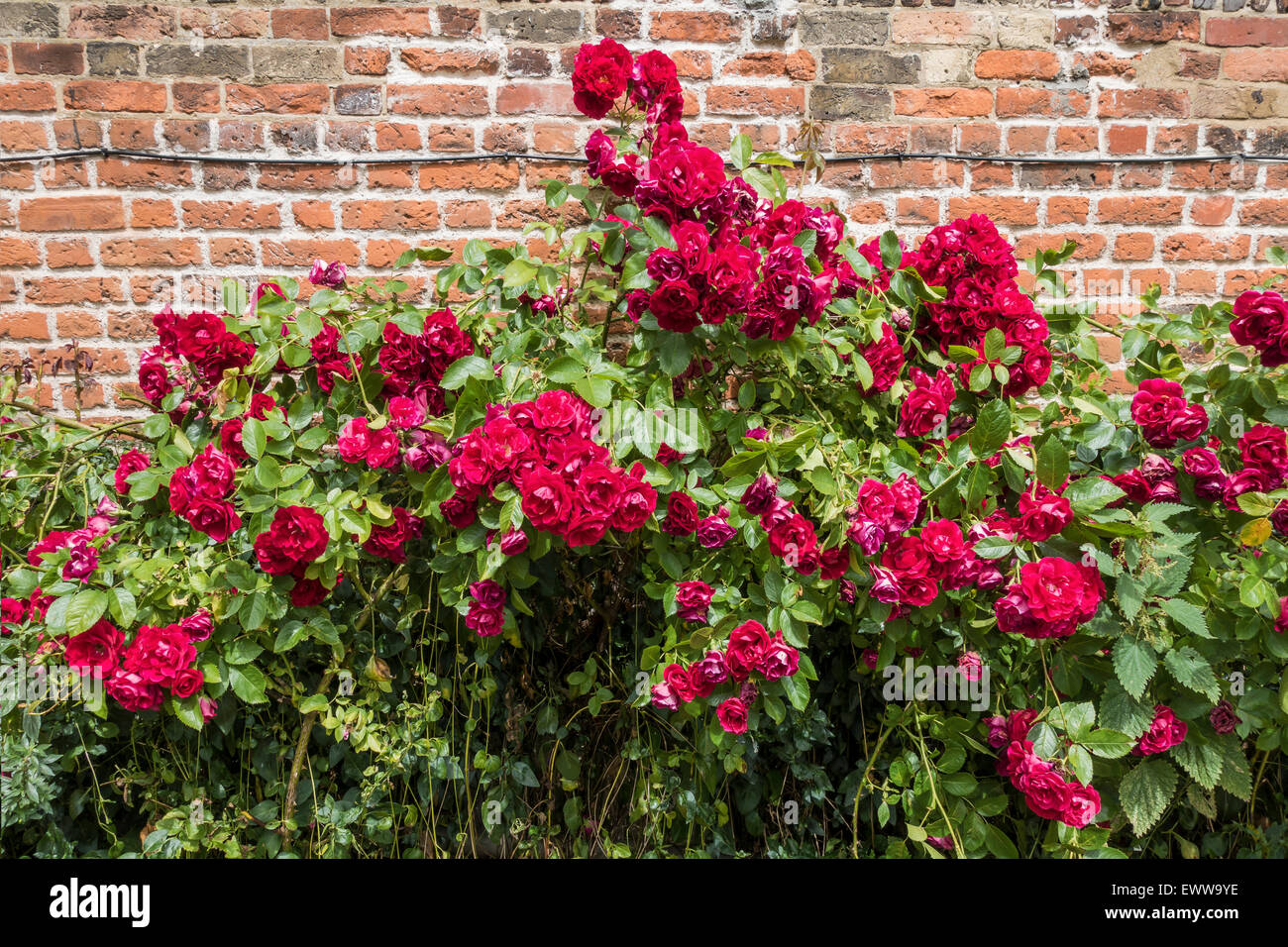 Rote Rosen wachsen alte Wand Stockfoto